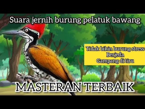 masteran suara jernih pelatuk bawang berjeda, masteran tembakan rapat cocok buat murai batu,cucakijo