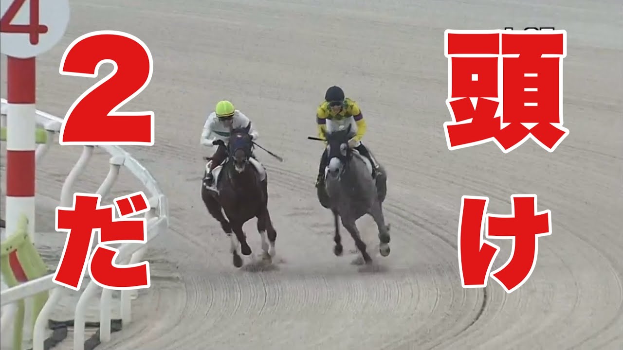 【珍事】まさかの2頭立てレース！！大井3R 2歳新馬2024 10/4 大井競馬場 優勝馬:カミュ号