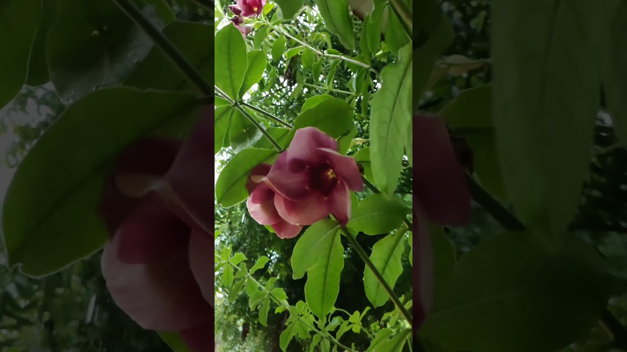 Nature_Vibes || Vertical video || 4k || Slow motion 