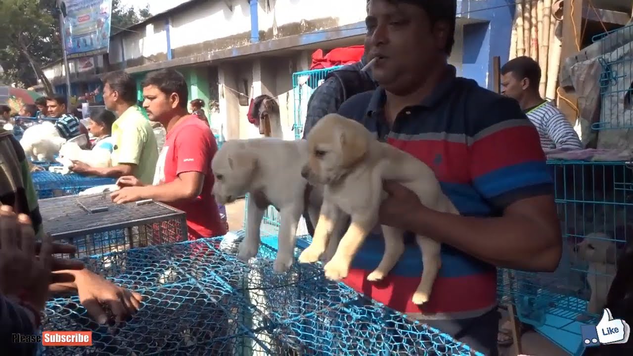 golden retriever price in galiff street