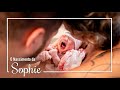 O nascimento da sophie  parto normal humanizado