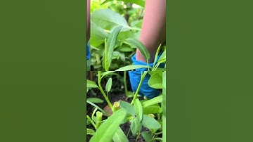 những khu vườn đẹp nhất #ocsen #shortvideo #farming