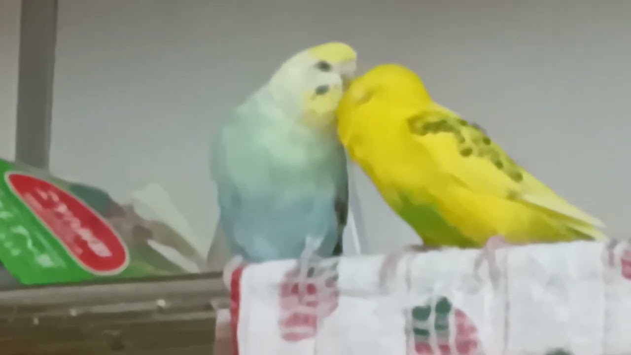 朝からホッコリするネ💕💕💕