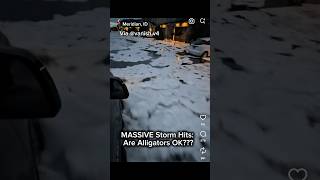 MASSIVE Storm Hits: Are Alligators OK???#shorts #alligator