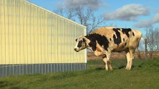 Meet Blosom: The World's Tallest Cow