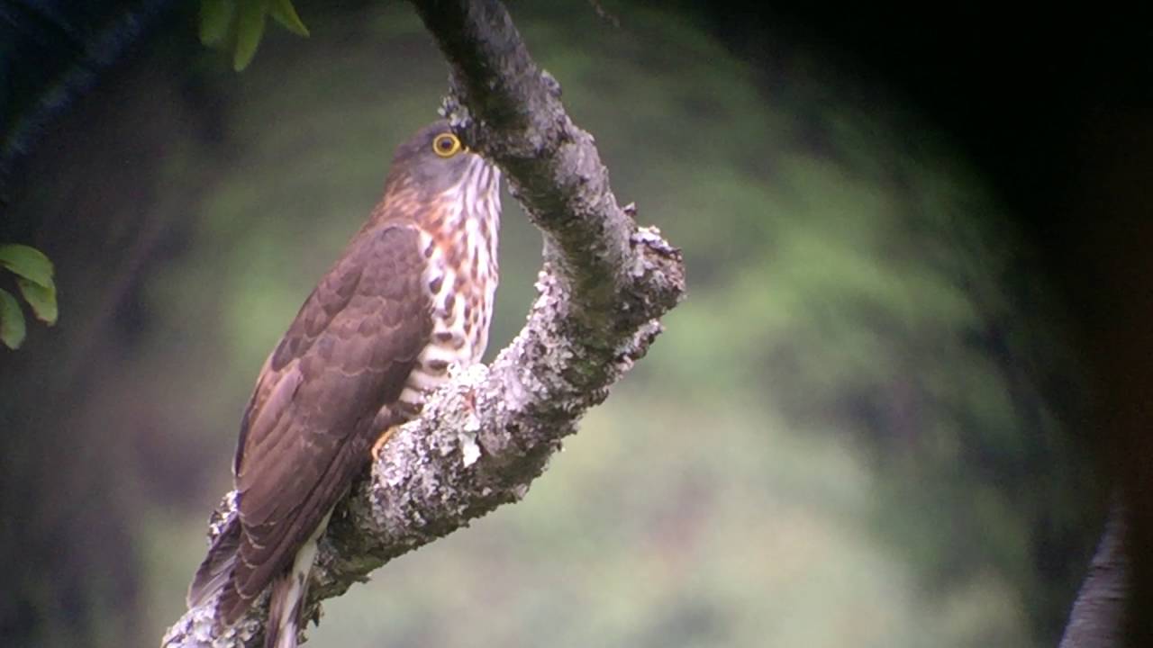 Large-hawk Cuckoo calling 
