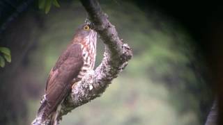 Large-hawk Cuckoo calling