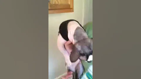 Watch the video about Male Bambino Sphynx Cat