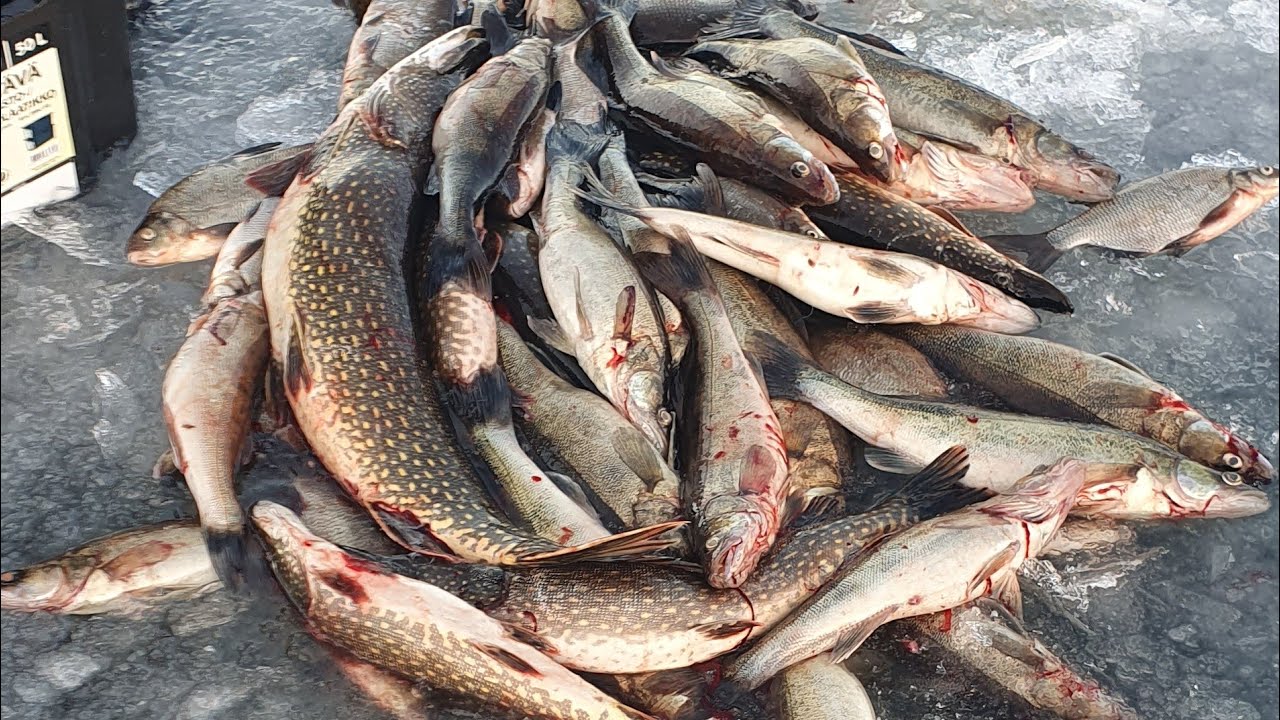 TALVIVERKOILLA 107. KAUDEN KÄRKITULOS 2/2  TONTTUKIN KÄY PUIKOISSA.