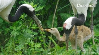 タンチョウ子育て中~Parenting of Red-crowned Crane