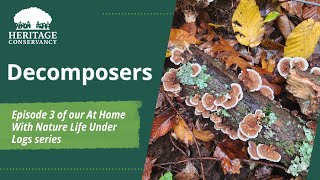 Life Under Logs Decomposers