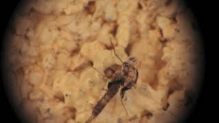 Mayfly and it's Skin, Green Garden Looper, Rough Stink Bug, Rustic Sphinx Caterpillar: Nikon P1000