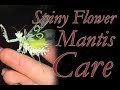 Spiny Flower Mantis Care - Not A Cactus