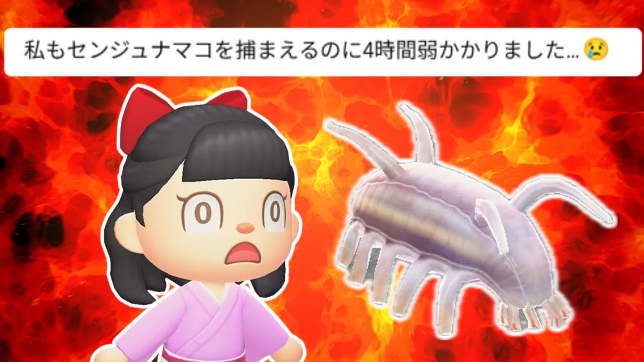 【終われません】センジュナマコは海の幸を1000匹とれば何匹つかまえられるのか？【あつ森ゆっくり実況】