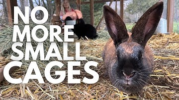 HUGE DIY Outdoor Rabbit Pen (with BURROWS!)