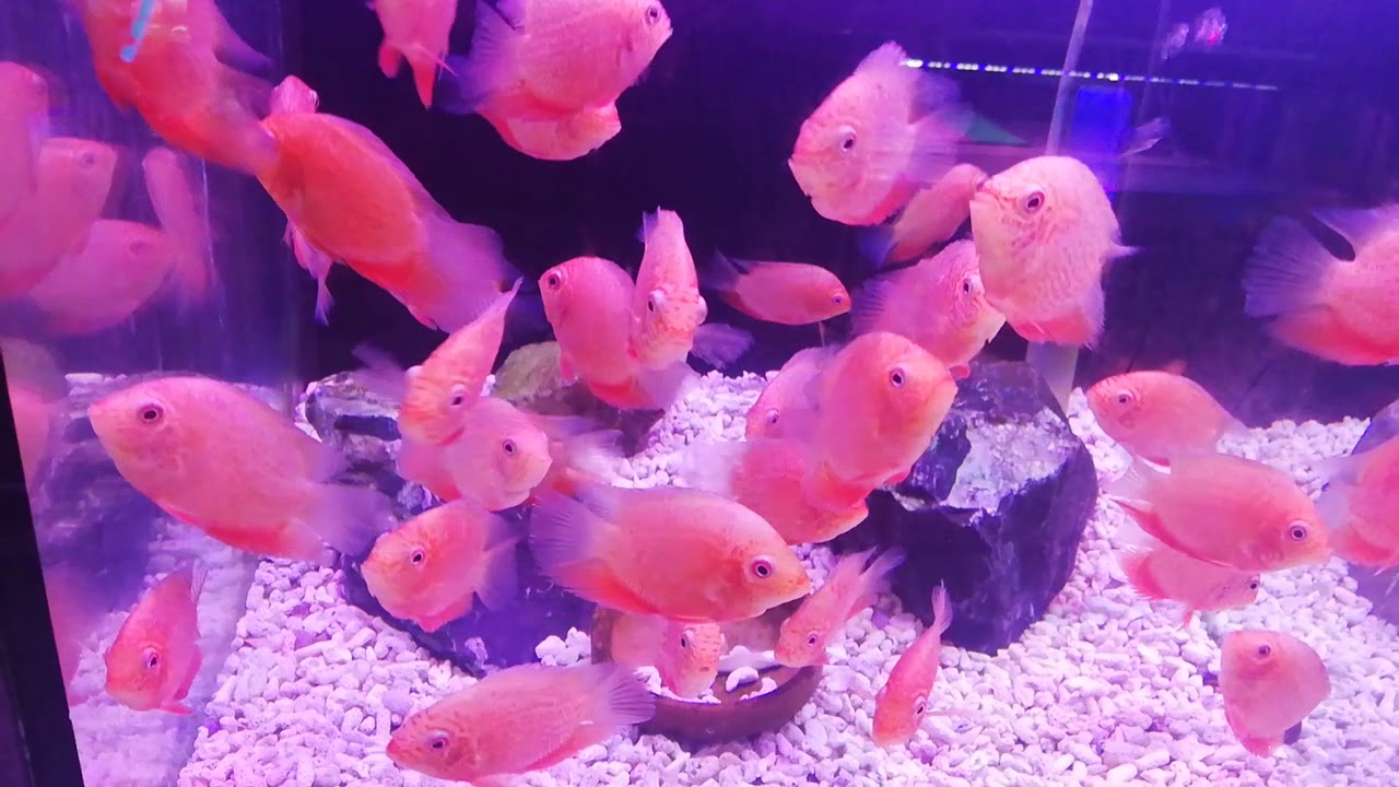2.5" super red severum Cichlids available