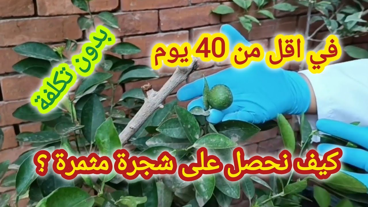 كيف تحصل على 100 شجرة مثمرة من شجرة واحدة ( الترقيد الهوائي )