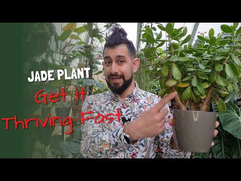 Jade Plant Care Guide | Grow Crassula Ovata Fast