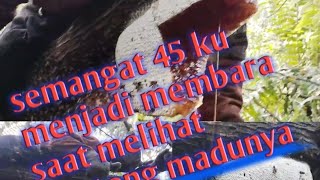Alhamdulillah Sarang Lebah Kecil Kantong Madunya Superrr Wahhhh