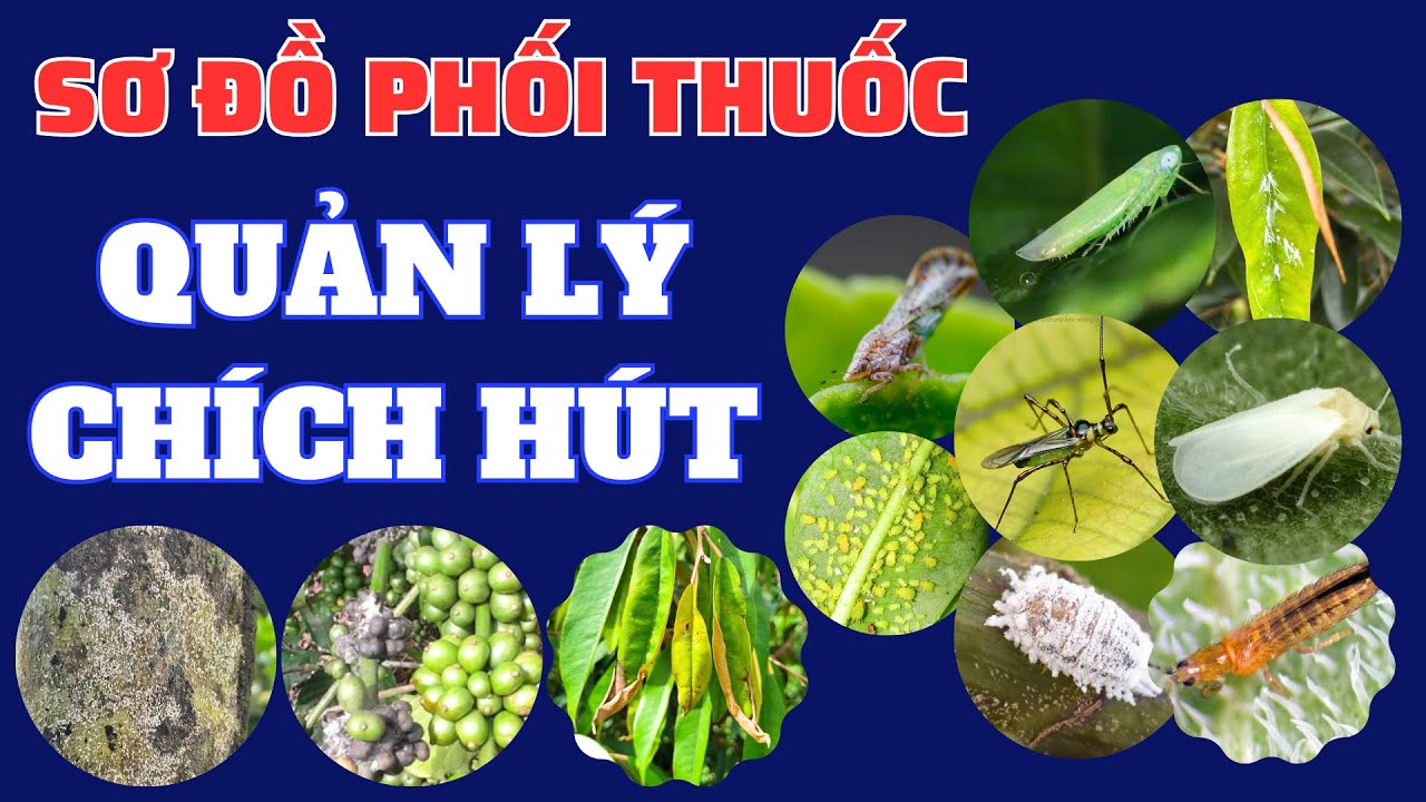 Sơ đồ phối thuốc quản lý côn trùng chích hút: Rầy xanh, bọ trĩ, rệp sáp ...