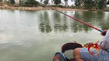 Câu rô phi hồ game 972 / fishing tilapia fish