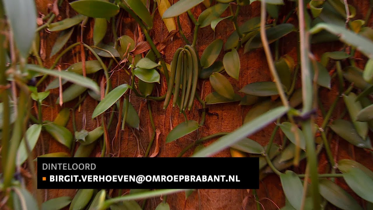 Vanille telen op Madagaskar? Nee! Gewoon in het tropische Dinteloord