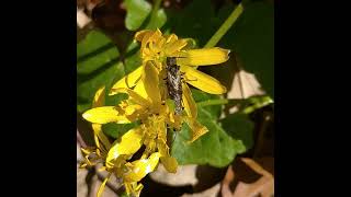 Sawfly Mating Sciapteryx Consobrina, Family Tenthredinidae