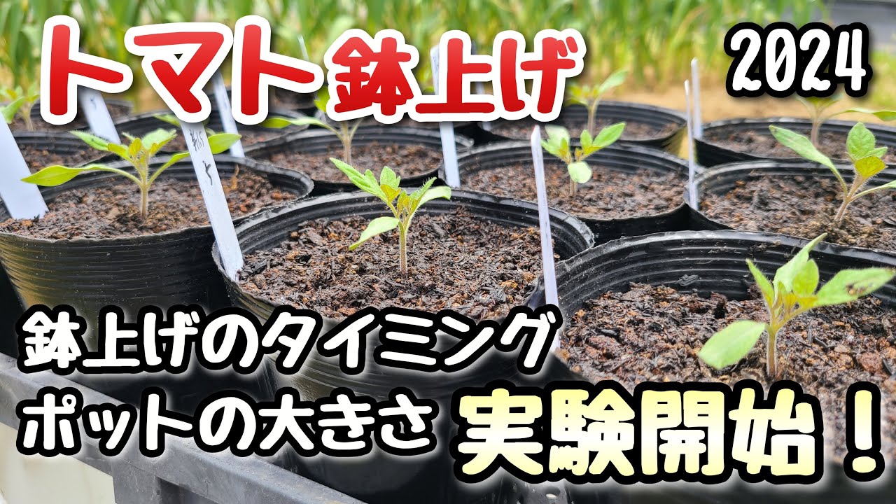 トマト】鉢上げのタイミングとポットの大きさ～実験開始～ - YouTube