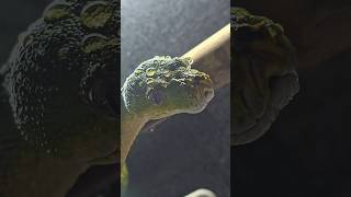 #loki #morelia #Viridis #green #tree #python #rain #irishexoticpets #amazing #animals #beautiful