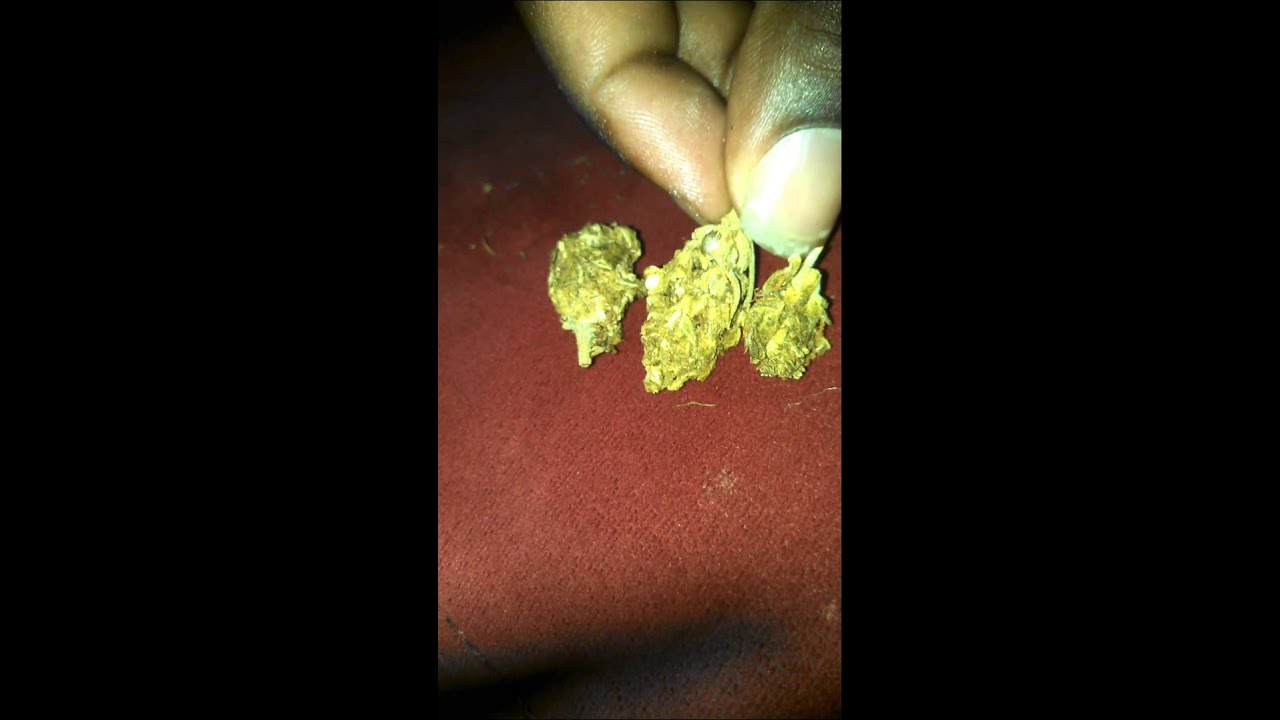 Green hornet medical marijuana