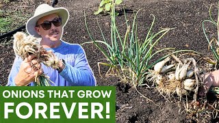 The Most Awesome Onions to Grow: A Complete Guide