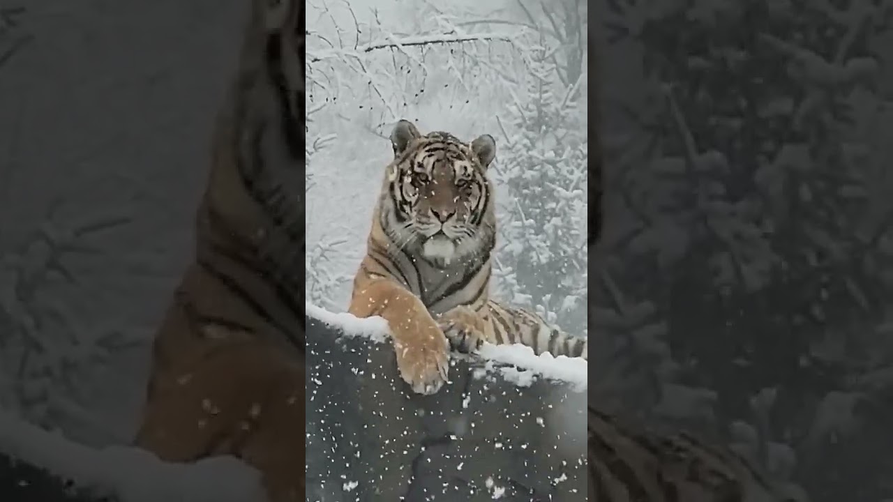 Feel a Chilling Sensation After Watching This Video 