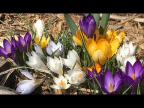 Planting Crocus