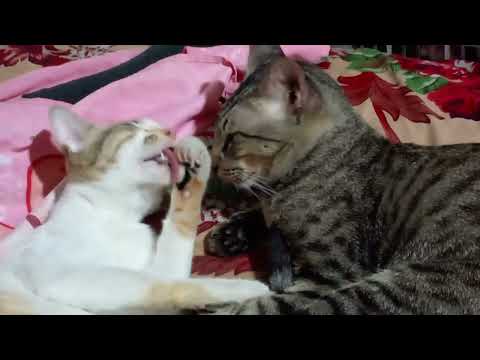This two are very busy, while I'm watching movie 😻