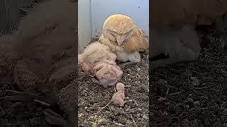 Warning - Cuteness overload with owl and its babies. 🙂
