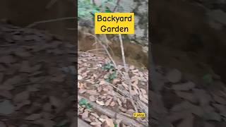 Backyard Garden Kakinada| P johnsi| #shorts #backyardgarden #backyard