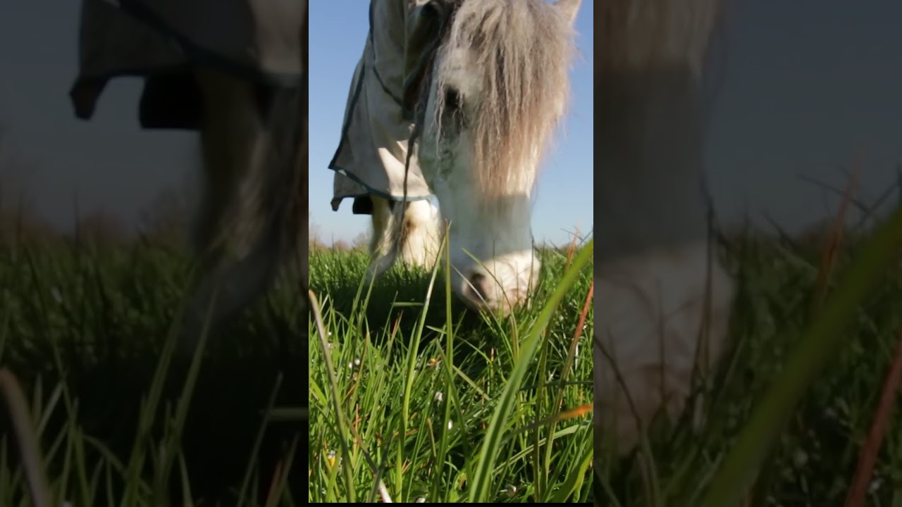 Horse happily munches on spring grass 
