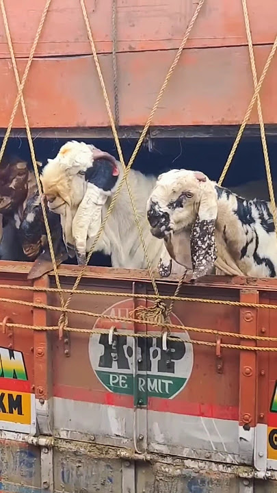 Deonar Bakra Mandi #bakraeid #bakraeid2024 #bakraeidspecial #bakra #goats #trending #biggoats