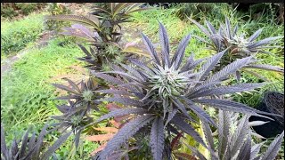 Uk Guerilla Grow #ukoutdoors #reepwhatyousow #ukgrow #ukguerillagrow #grow #uk 