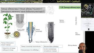 видео: 7.18.19. ТАМЫР? ТАМЫР АЙМАҚТАРЫ? #биология #7сыныпбиология #ұбтбиология картинка: 7.18.19. ТАМЫР? ТАМЫР АЙМАҚТАРЫ? #биология #7сыныпбиология #ұбтбиология