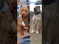 Pitbull  vs  Kangal   🐕#shorts #dog #viral #youtubeshorts