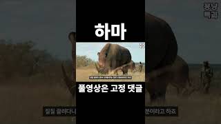 사자를 순식간에 찢어버리는 하마 이야기 #Shorts