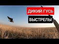 ДИКИЙ ГУСЬ  ТОЛЬКО ВЫСТРЕЛЫ! ЛУЧШЕЕ!