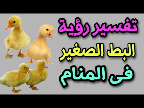 تفسير رؤية البط الصغير فى المنام لابن سيرين 