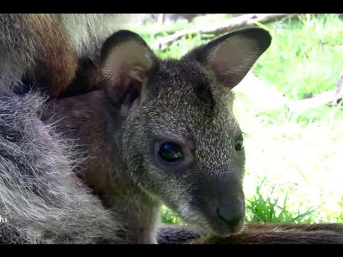 Just A Baby Wallaby - YouTube