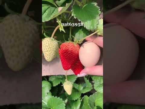 วีดีโอ: การเตรียมพืชตระกูลเบอร์รี่สำหรับฤดูหนาว