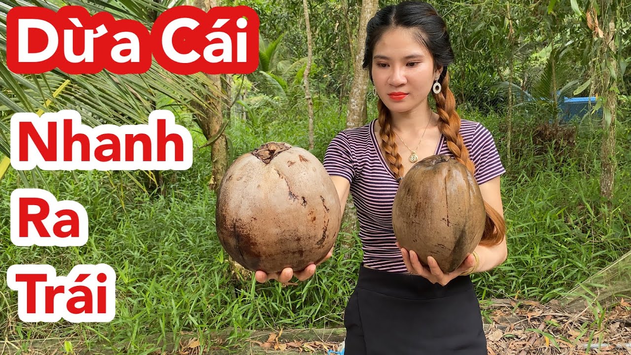 Mẹo Trồng Cây Nhanh Ra Trái, Bí Quyết Chọn Giống Dừa Trái Quằn Cây