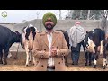 High quality cows for sale in punjab on 10012024    42 