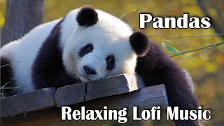 Pandas and Chill Lofi Background Music - Calm Relaxing Music Playlist with Panda Screensaver screenshot 3