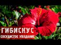 Гибискус. Сосудистое увядание. Грибковое заболевание. Спасаем!